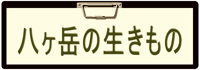 八ヶ岳の生きもの 